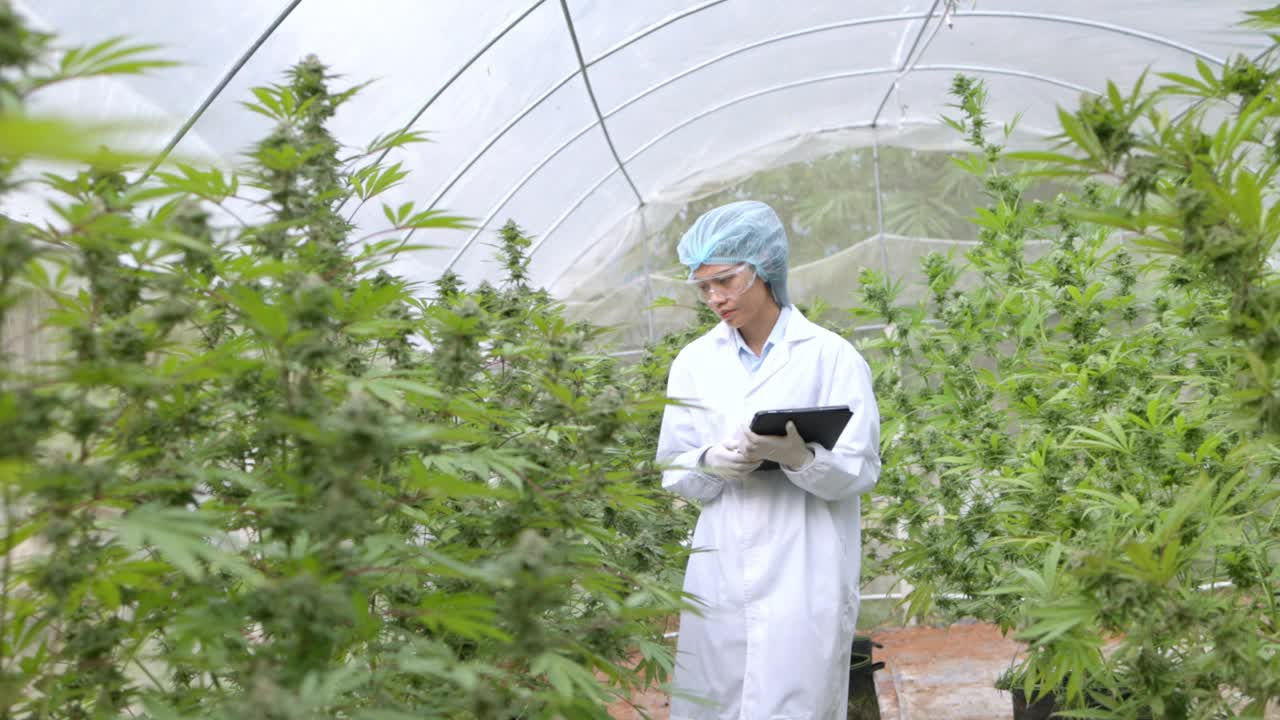 科学家们检查大麻植物并将其记录下来。在大麻农场生产用于医疗目的的CBD大麻油。视频素材