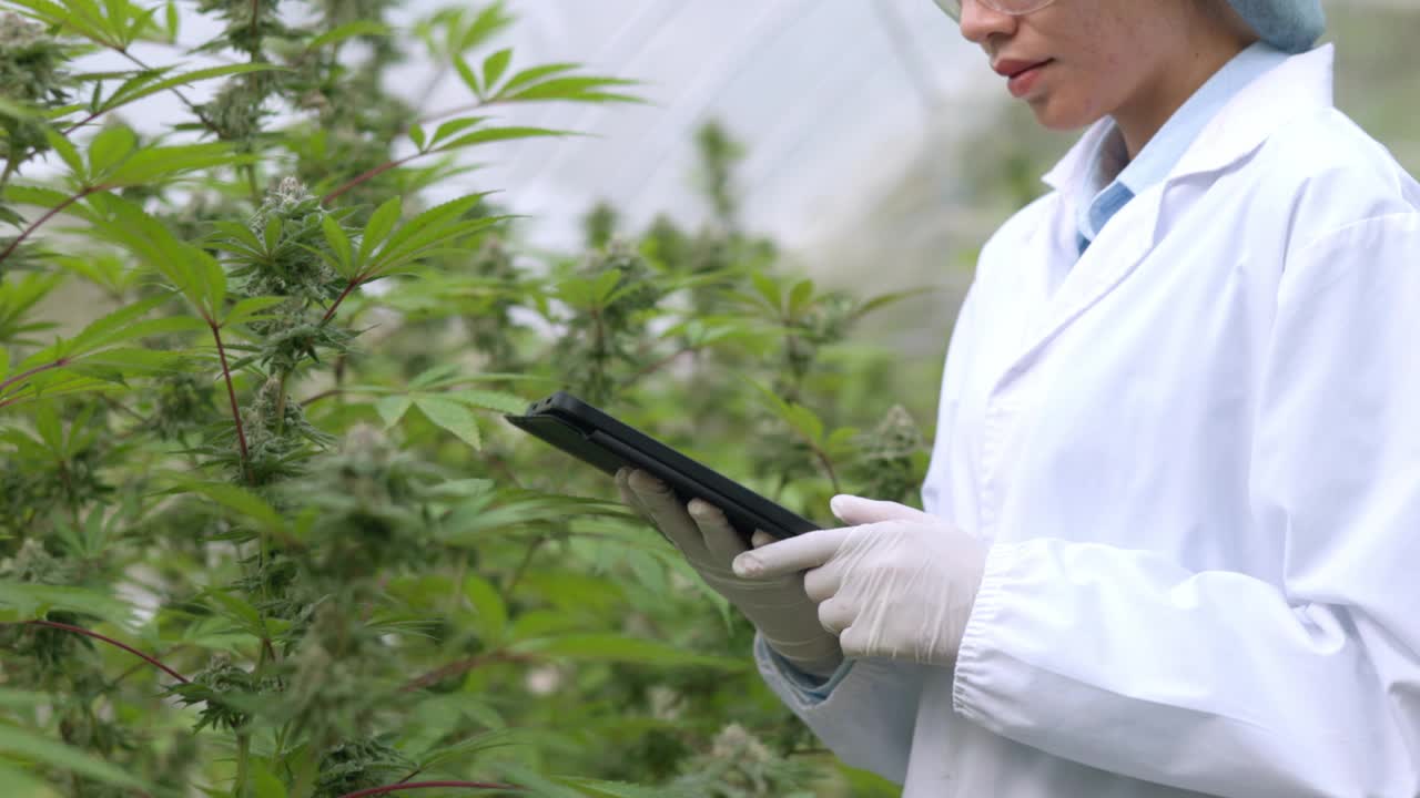 研究人员检查了大麻植物并记录了数据。在大麻农场思考维持大麻植物有机农业的概念生产CBD大麻油。视频素材