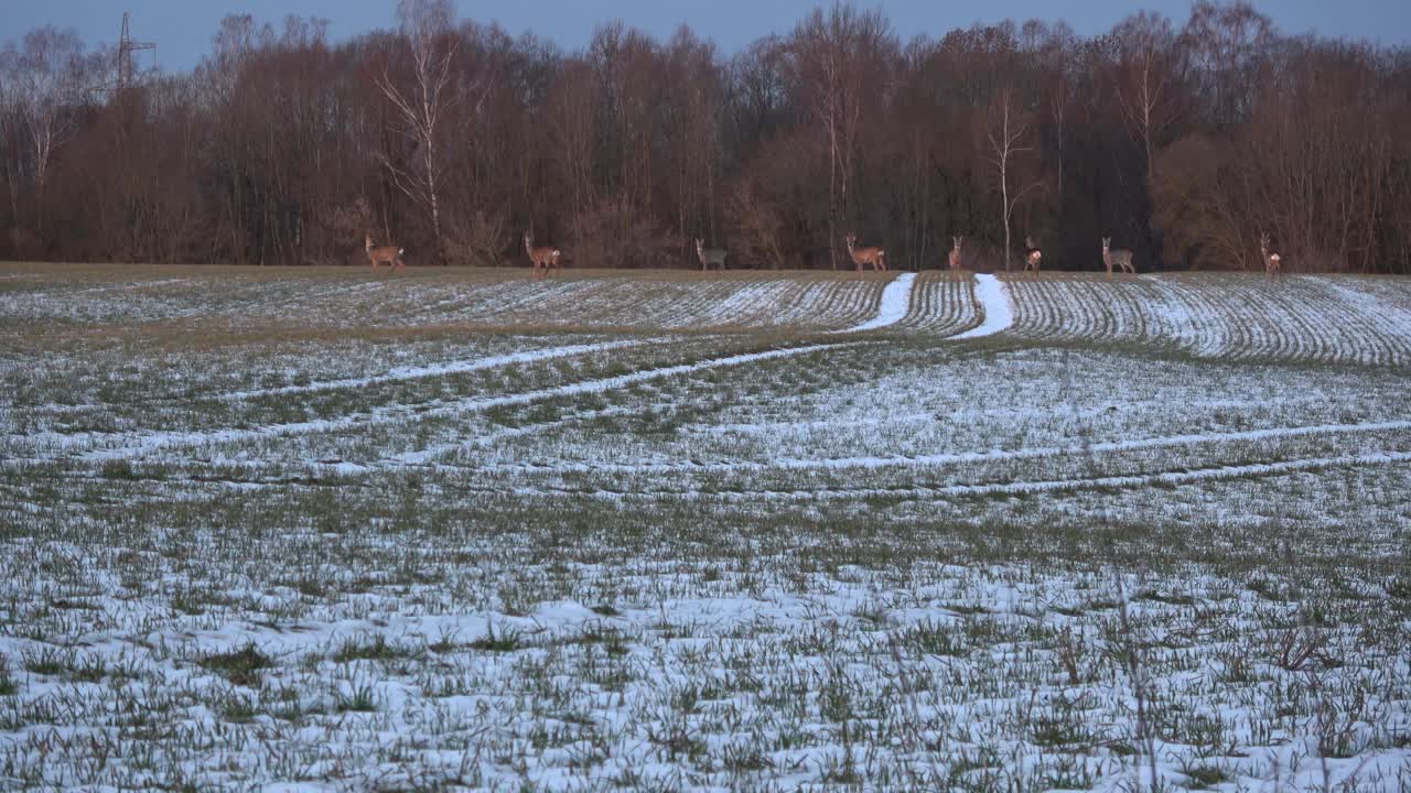 一群鹿在田野上视频素材