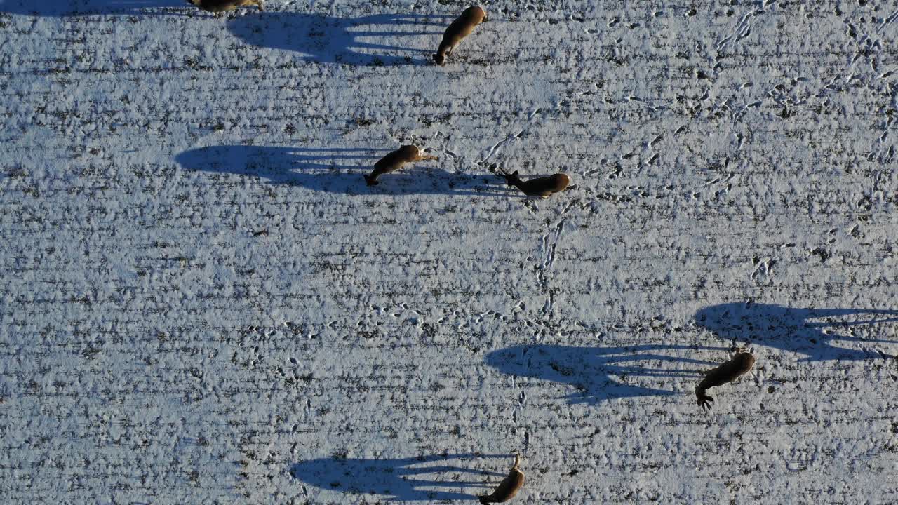 一群鹿在冬季作物地里，空中视频素材