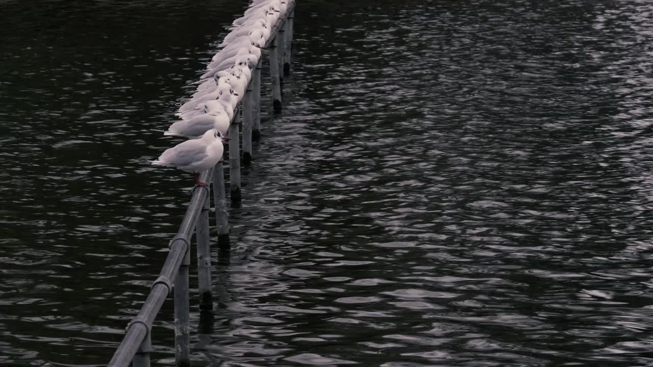 一排栖息在流水上的海鸥。视频下载