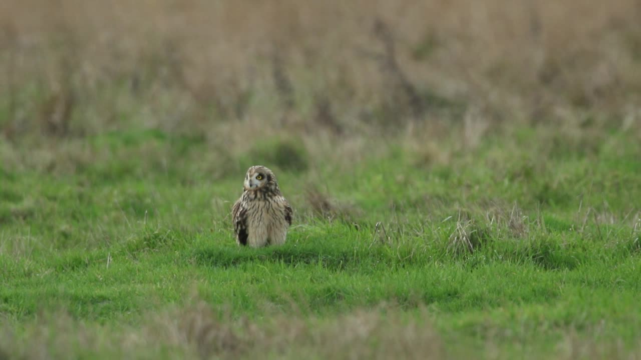 一只猎食的短耳猫头鹰，阿西奥·弗拉米斯，栖息在草地上。它开始梳理羽毛，抓痒，摇羽毛，排便，然后飞翔。视频下载