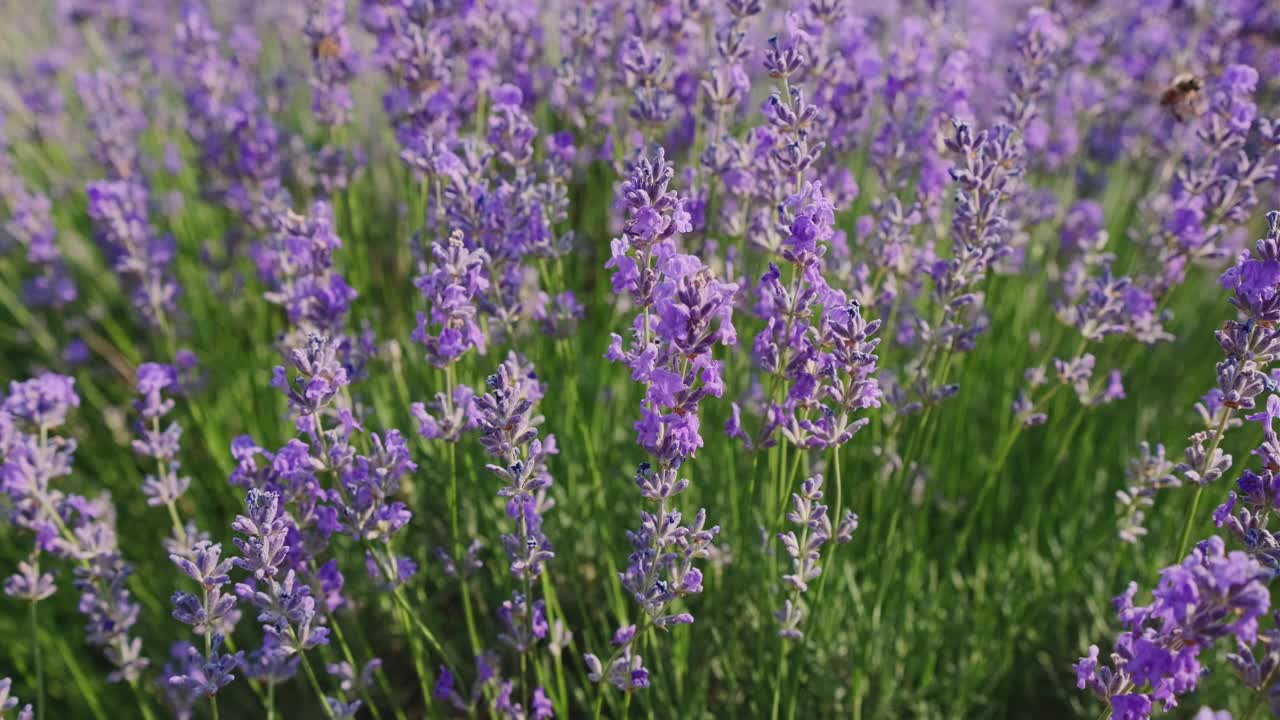 美丽盛开的薰衣草在日落时随风摇曳。法国普罗旺斯薰衣草地里的紫色芳香花朵。自然背景。视频下载