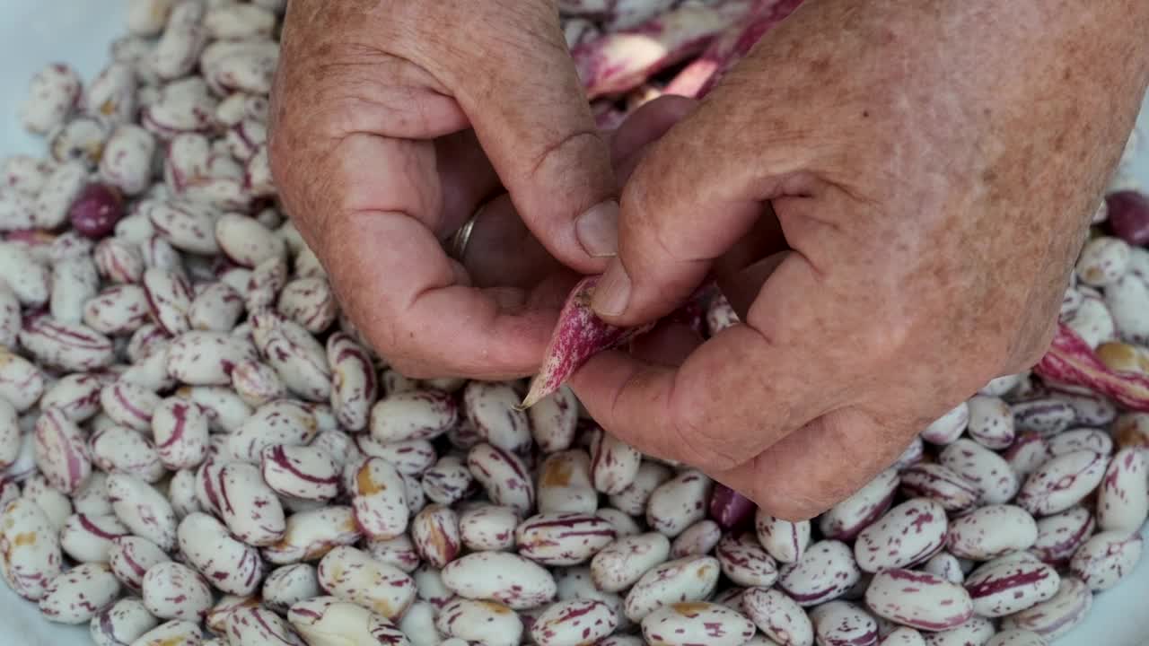 成熟的女人整理红蔓越莓豆。深红豆类食品。视频下载
