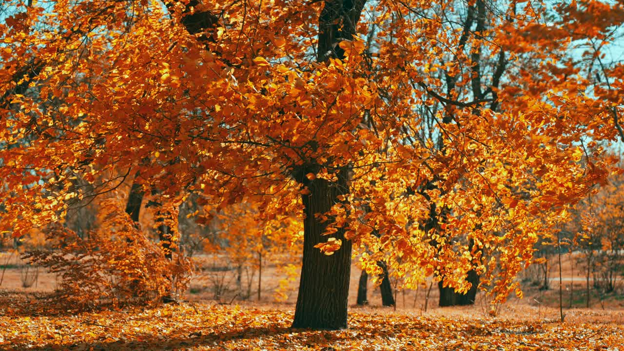 五彩缤纷的秋叶。秋天的森林里有一棵美丽的黄叶树。金色的树叶在慢动作中飘落。金秋树在公园落叶。慢动作视频下载
