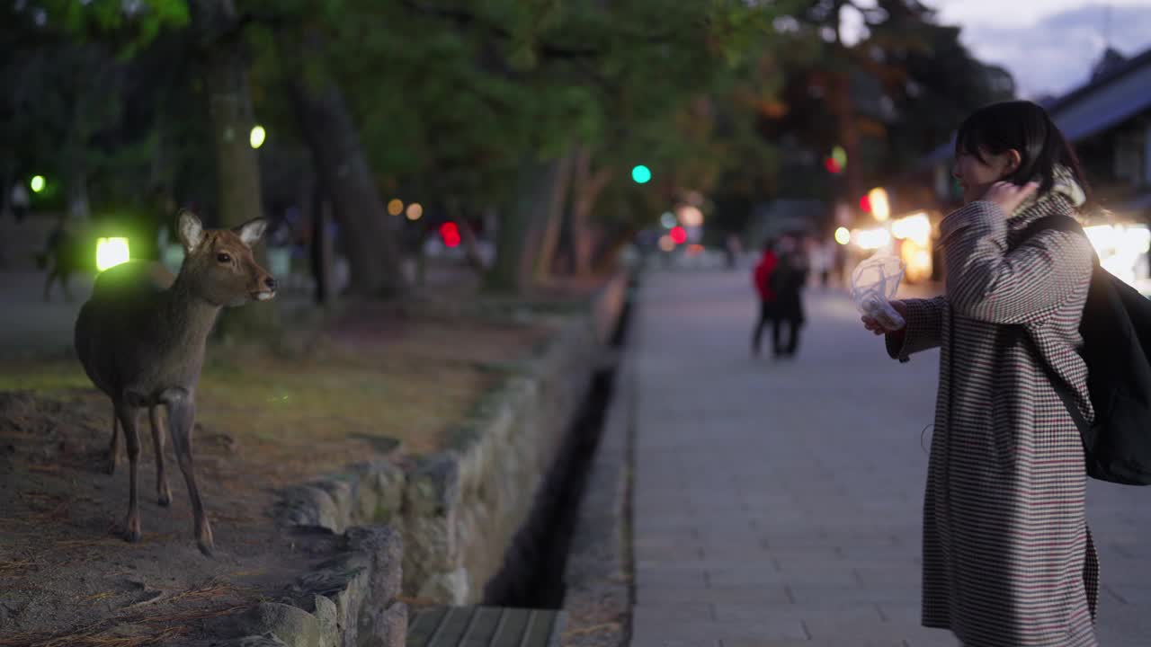 女游客在奈良公园用鹿米饼喂鹿视频下载
