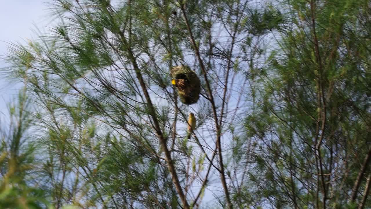 一群织女栖息在树上筑巢视频下载