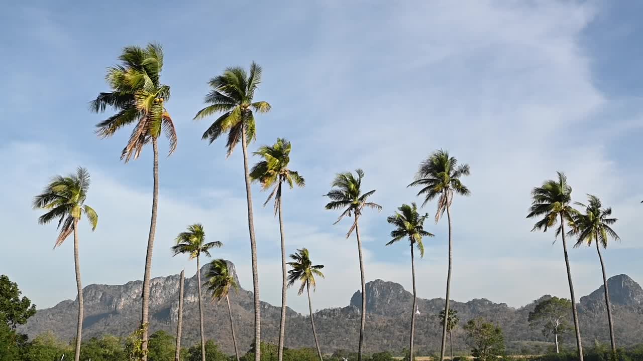椰子树在微风中轻轻摇曳视频下载