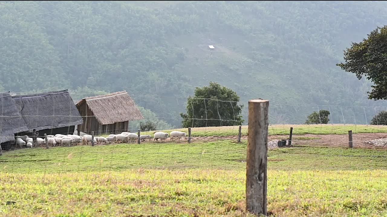 羊群在围栏内的山上吃草视频下载