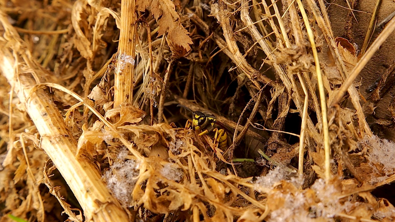 蜂后(黄斑)冬眠。欧洲黄蜂，德国黄蜂，黄马甲视频下载