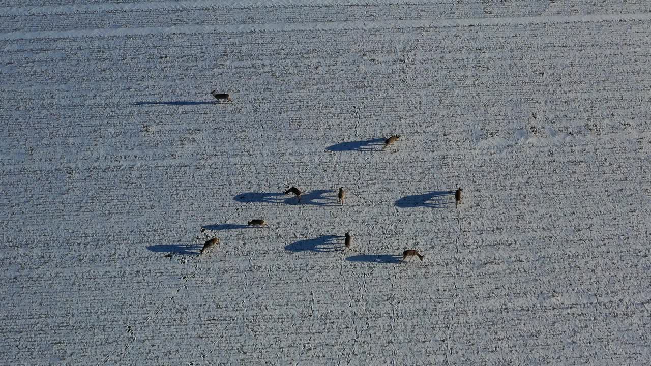 在冬小麦地上的一群狍子，气生视频素材