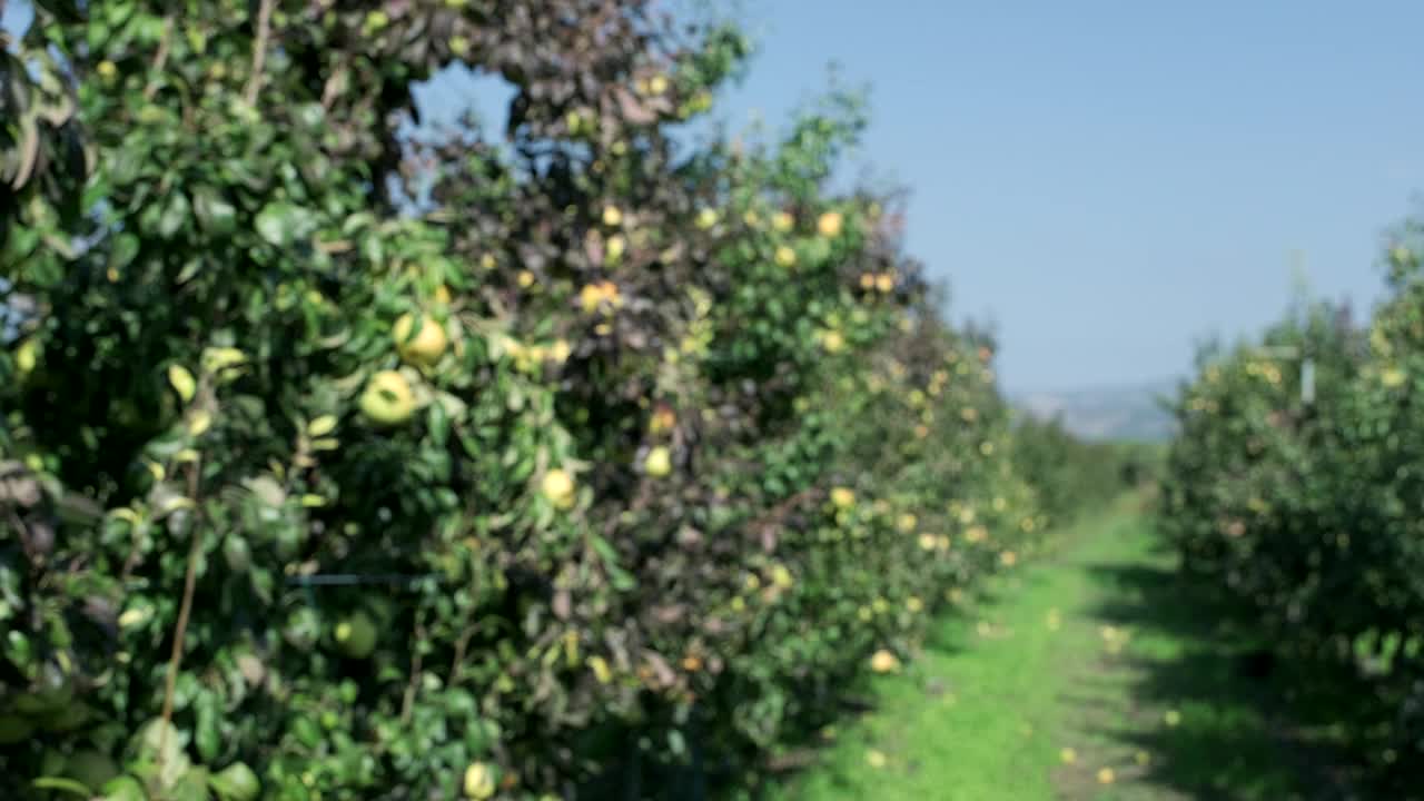 梨树上长着新鲜的梨子。在梨树上种梨。视频下载