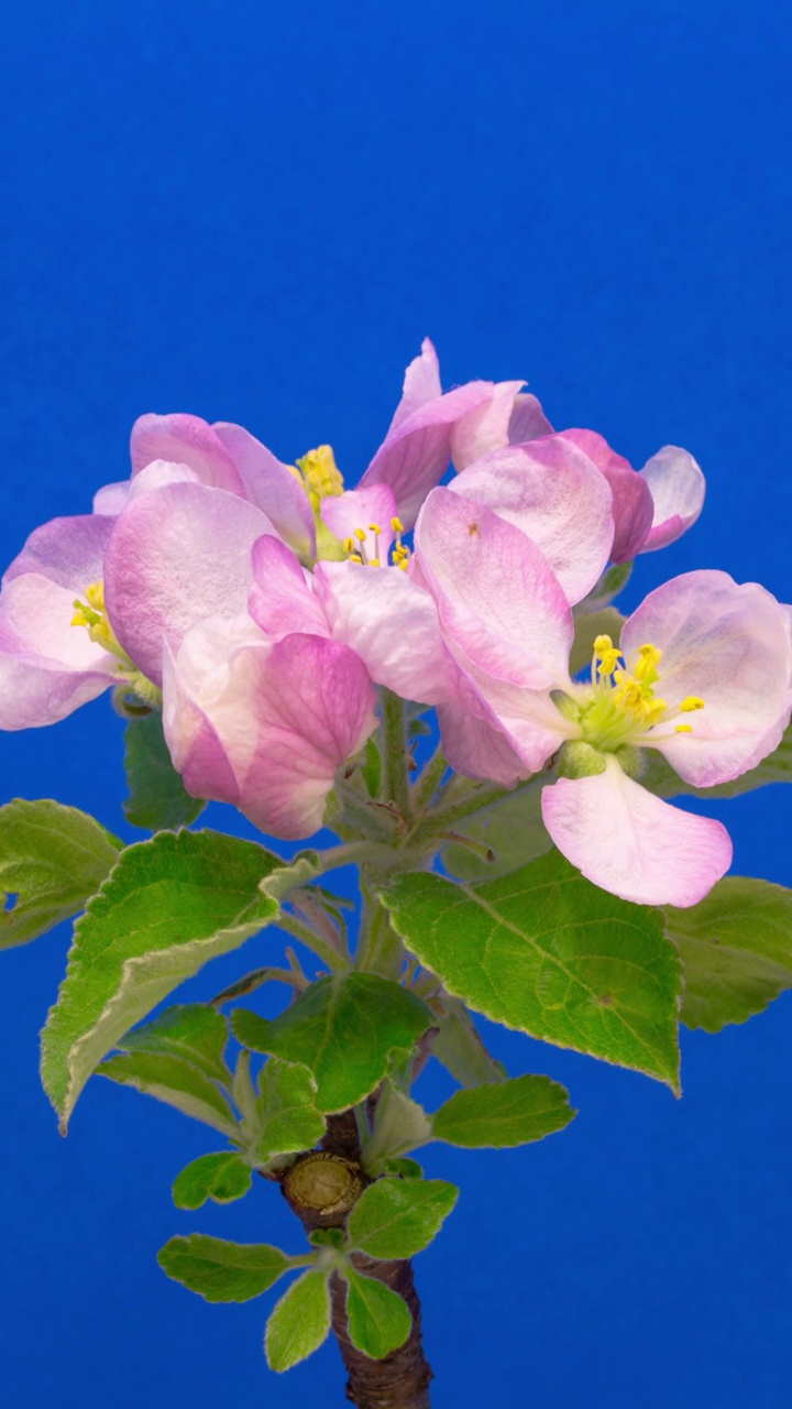 4k垂直延时的苹果树花开花，生长在蓝色的背景。海棠盛开的花。垂直延时9:16比例手机和社交媒体就绪。视频下载