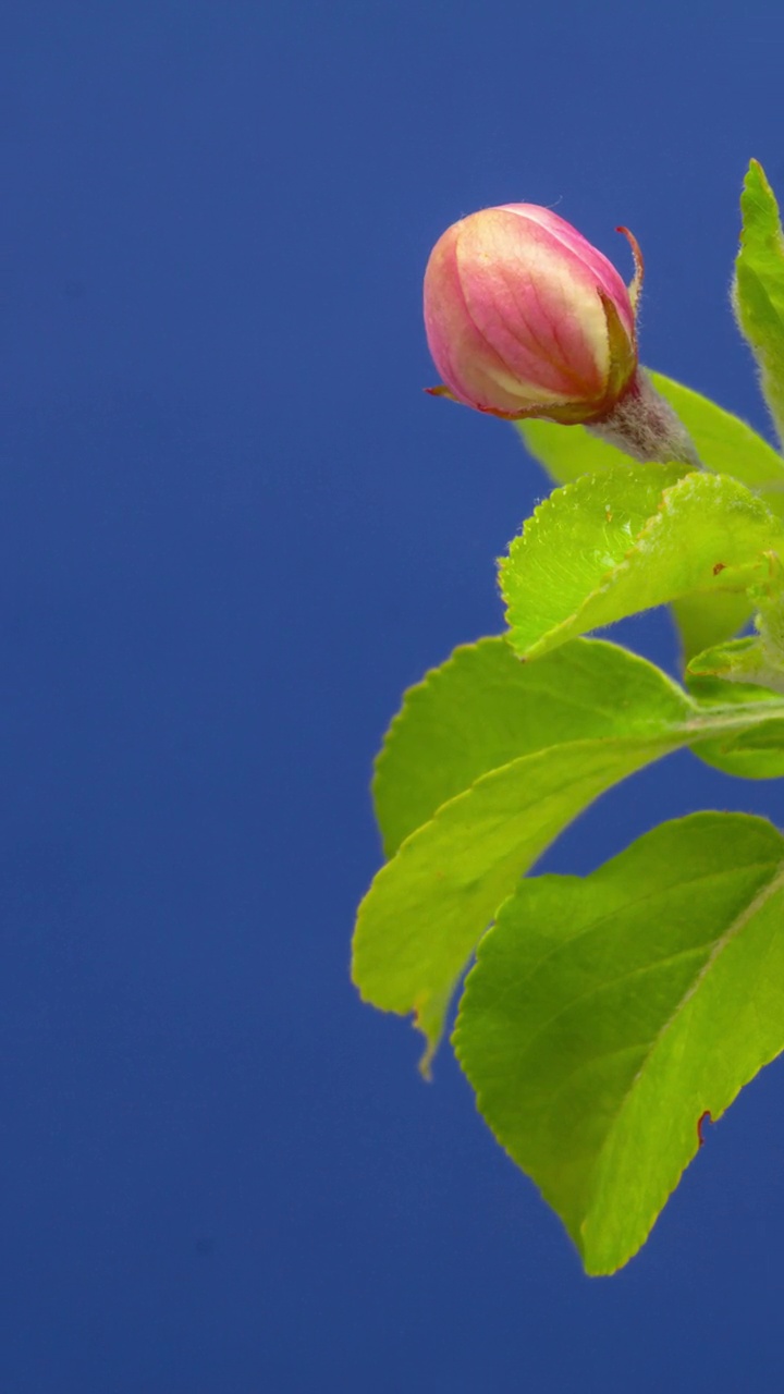 4k垂直延时的野生苹果树花开花，生长在蓝色的背景。海棠盛开的花。垂直延时9:16比例手机和社交媒体就绪。视频下载