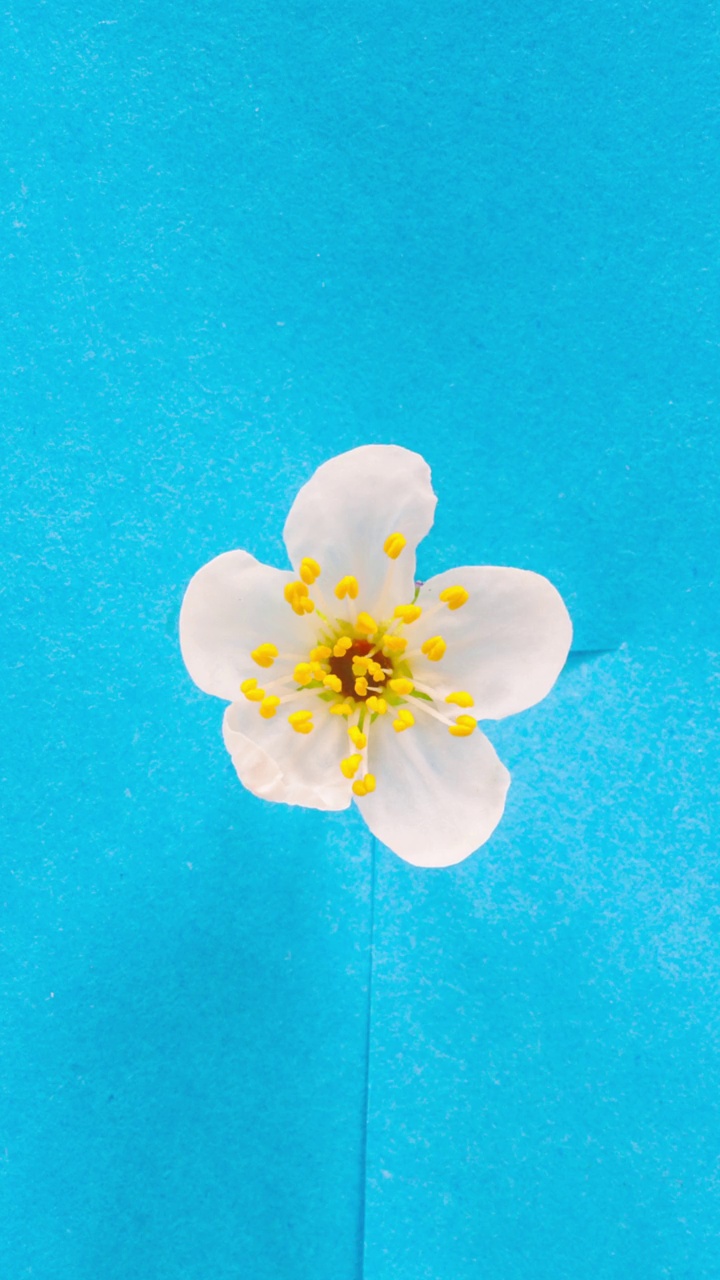 垂直4k延时拍摄一棵梅树的花朵在蓝色背景上绽放和生长。美国野生李树，开白色小花的李属植物。垂直延时9:16比例手机和社交媒体就绪。视频下载