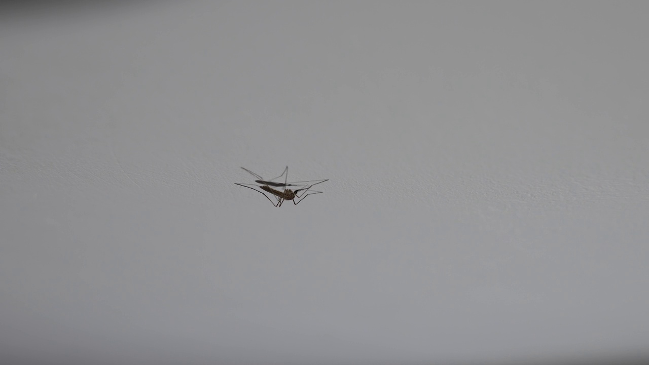 房间天花板上有蚊子视频下载