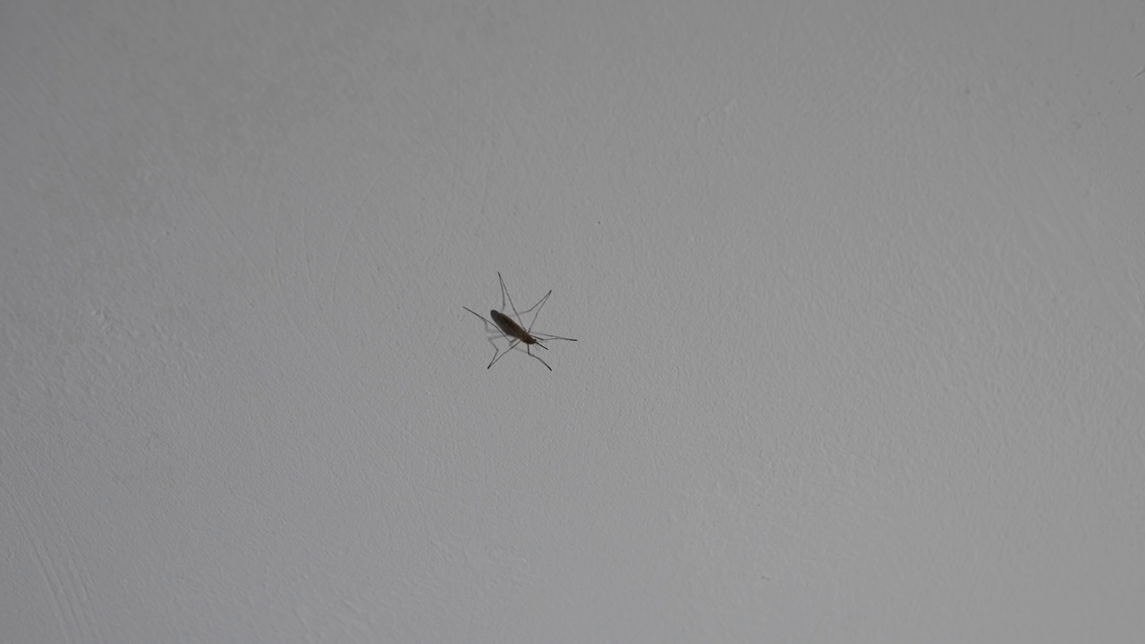 房间白色天花板上有蚊子视频下载