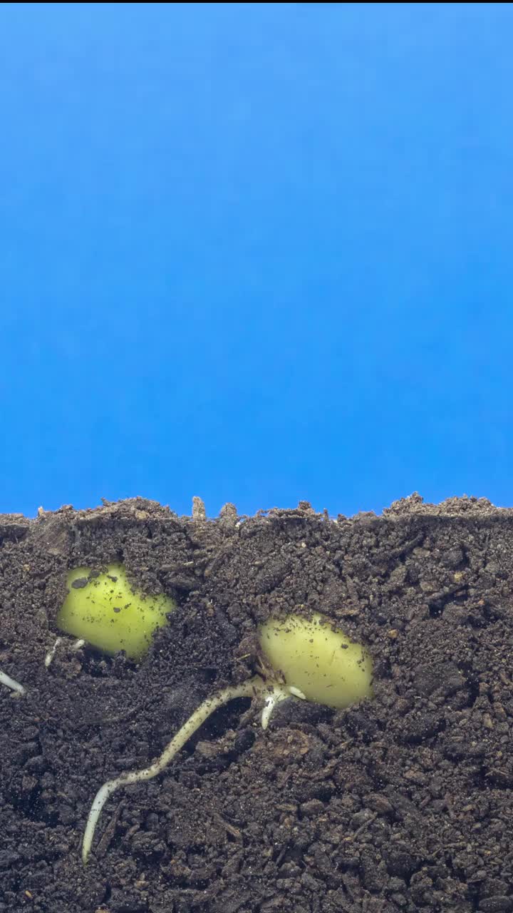 垂直4k延时拍摄的三颗豆芽生长的地面视图，在蓝色背景下拍摄。视频下载