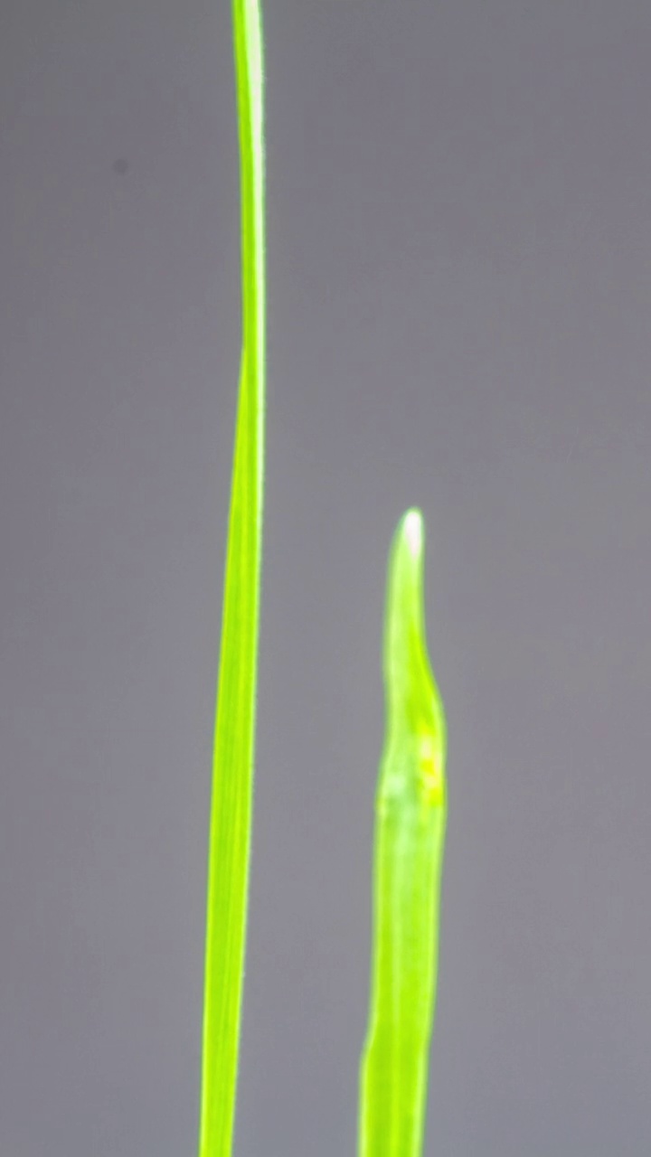 加速生长的新鲜的新绿草叶在黑色背景。间隔拍摄4 k。垂直延时9:16比例手机和社交媒体就绪。视频下载