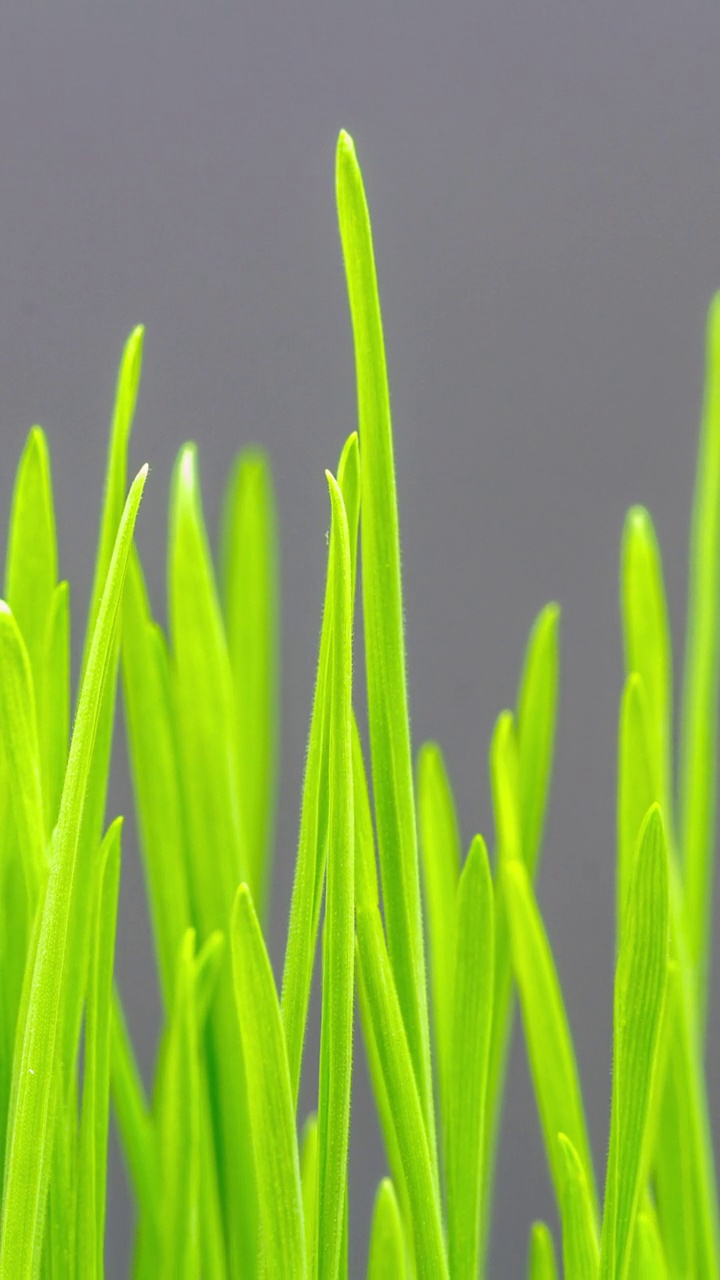 加速生长的新鲜的新绿草叶在黑色背景。间隔拍摄4 k。垂直延时9:16比例手机和社交媒体就绪。视频下载