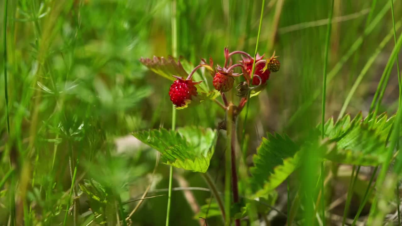 绿色自然背景上的野生草莓。近距离视频素材