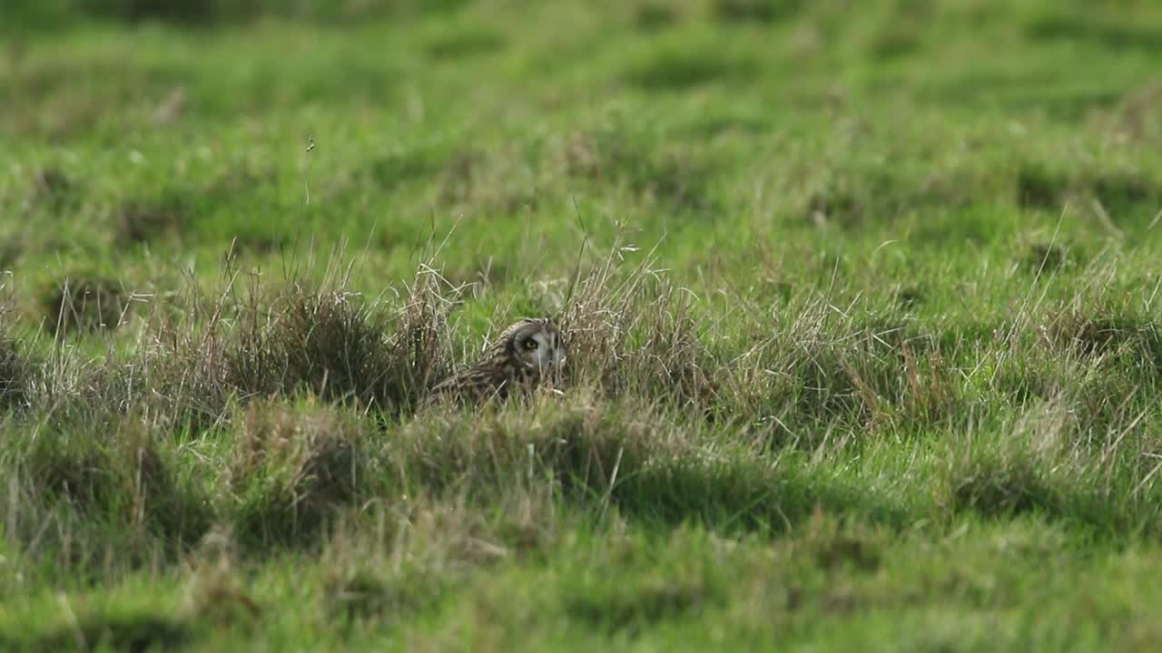一只猎食的短耳猫头鹰，躲在草地的长草中。视频下载