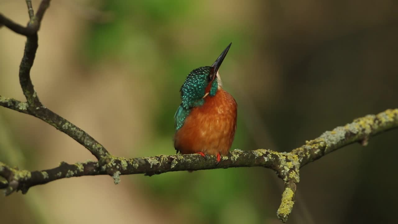 一只年轻的雌性翠鸟，阿尔塞多，栖息在一根长在河上的树枝上。视频下载