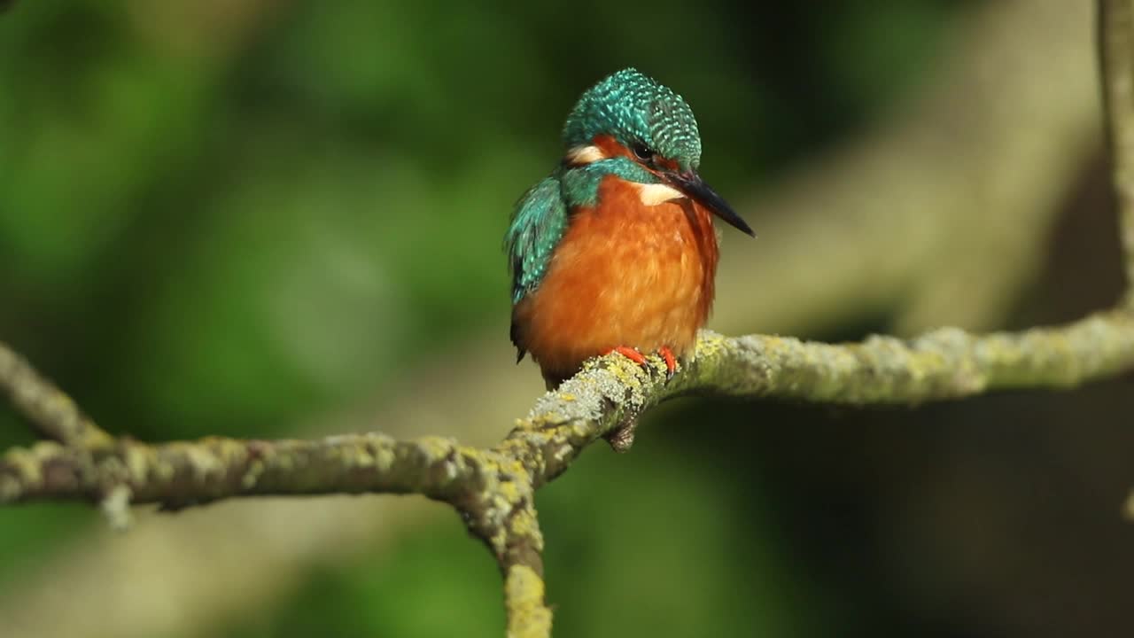 一只年轻的雌性翠鸟，阿尔塞多，栖息在一根长在河上的树枝上。然后它潜入水中抓鱼。视频下载
