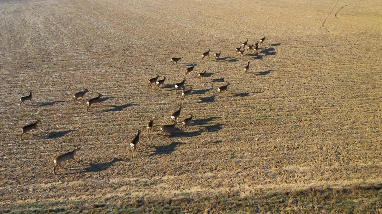 鹿在田野上奔跑。视频下载