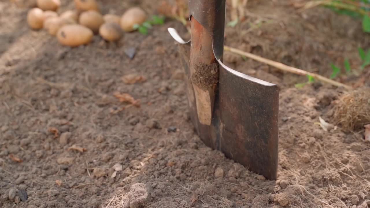 在缓慢的动作中，一把铲子从菜园的土壤中拔出，这是马铃薯收获的结束视频素材