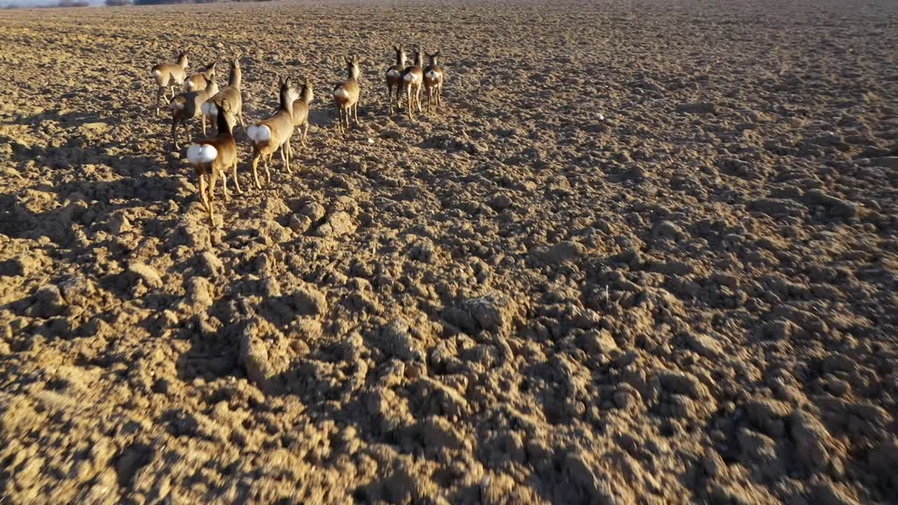 鹿在田野上奔跑。视频下载