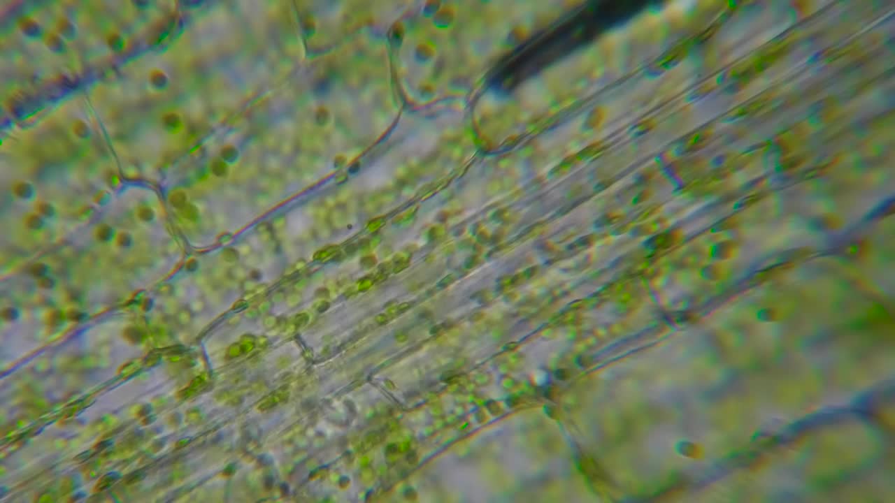 显微镜下运动细胞叶绿体。叶绿素细胞分裂。叶片植物的细胞结构。显微镜下叶绿体运动的叶片光合作用。病毒感染。转基因生物。DNA。视频下载