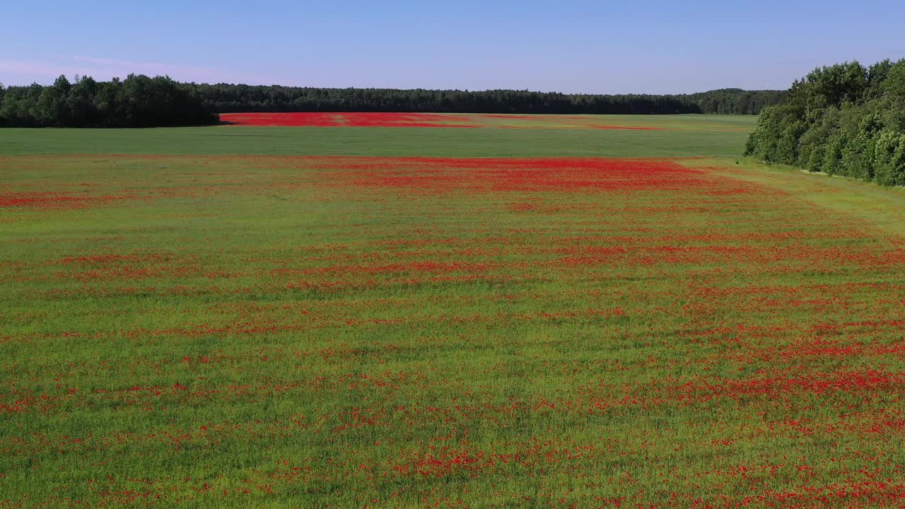 野地红色开花的野生罂粟在夏天，空中视频下载