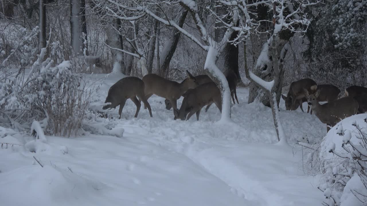 冬天花园里的鹿群吃冻苹果视频素材