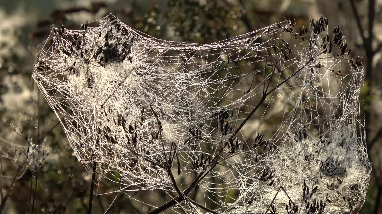 秋天的早晨，有露水的蜘蛛网视频下载