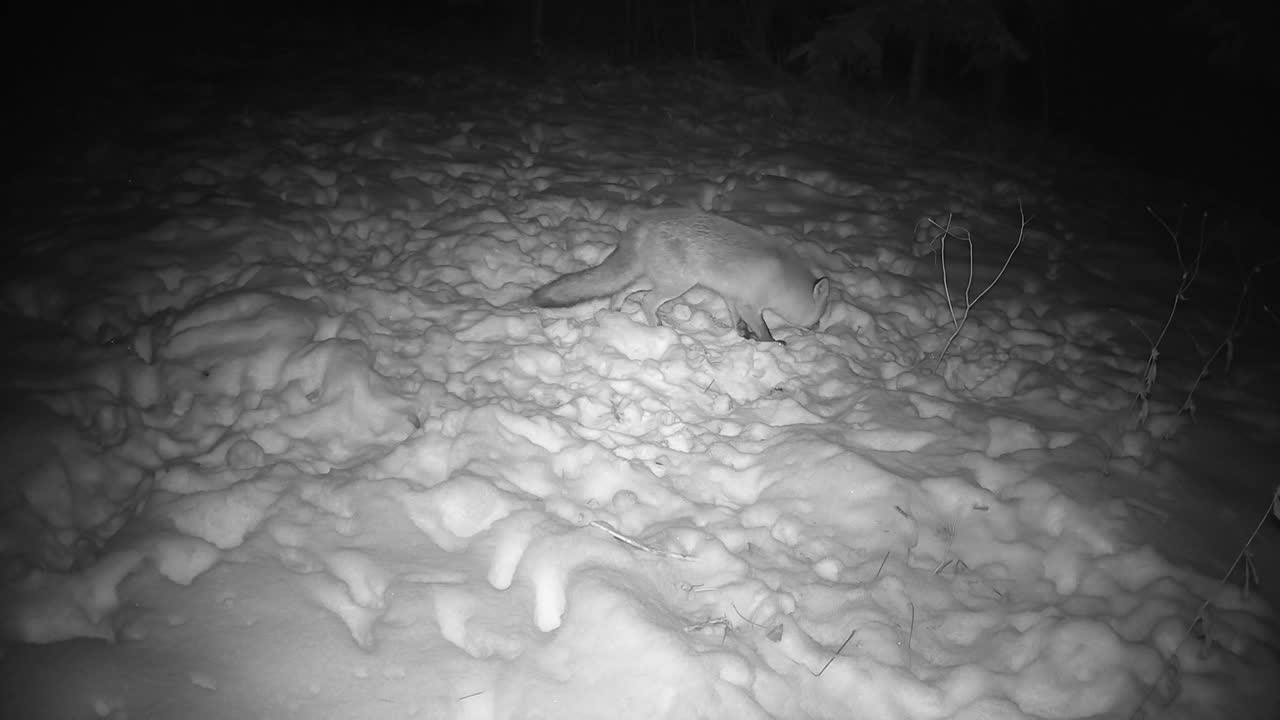 晚上，狐狸在冬天的花园里发现了去年冷冻的苹果视频下载