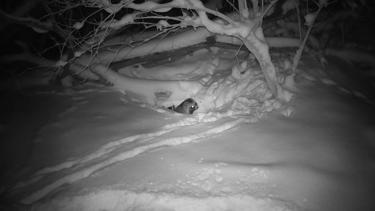 两只浣熊在洞穴附近的冬夜视频下载