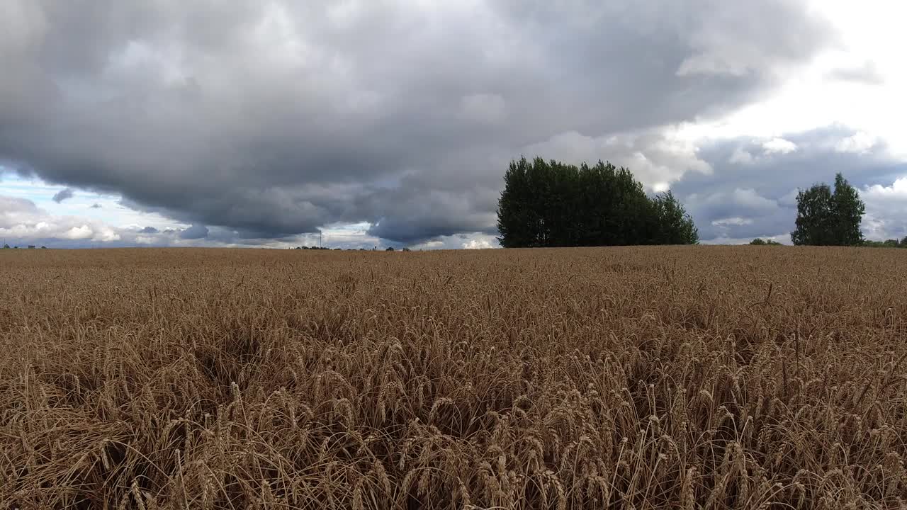成熟麦田上的雨云，时光流逝视频下载