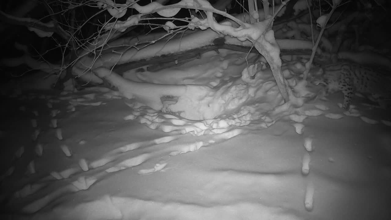 欧亚山猫在冬夜漫步在白雪皑皑的森林里。大自然中美丽的野猫视频下载