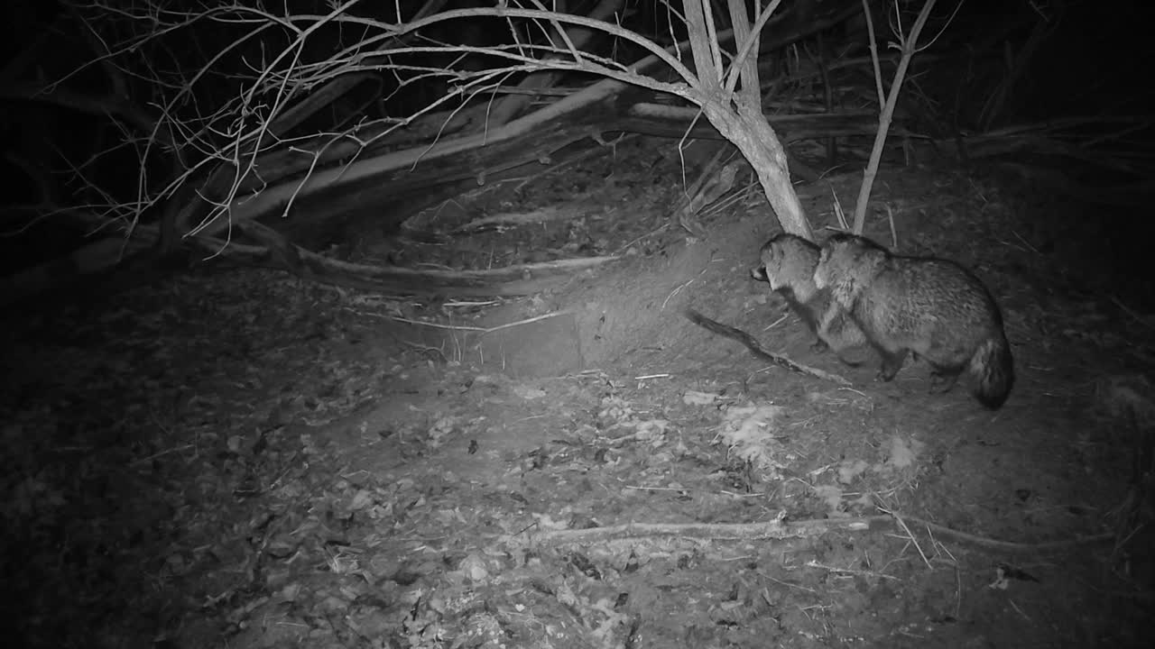 两只浣熊在夜间的活动视频下载