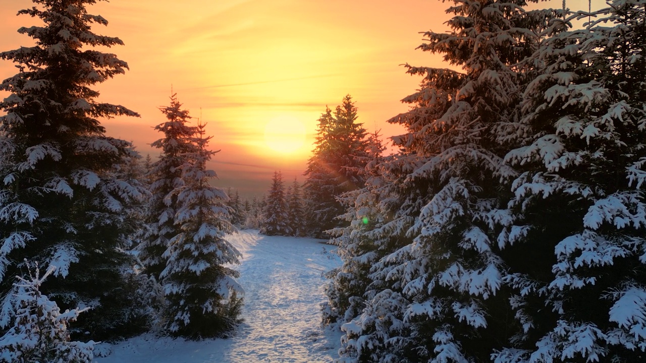 无人机拍摄的冬季日落时森林的画面视频下载