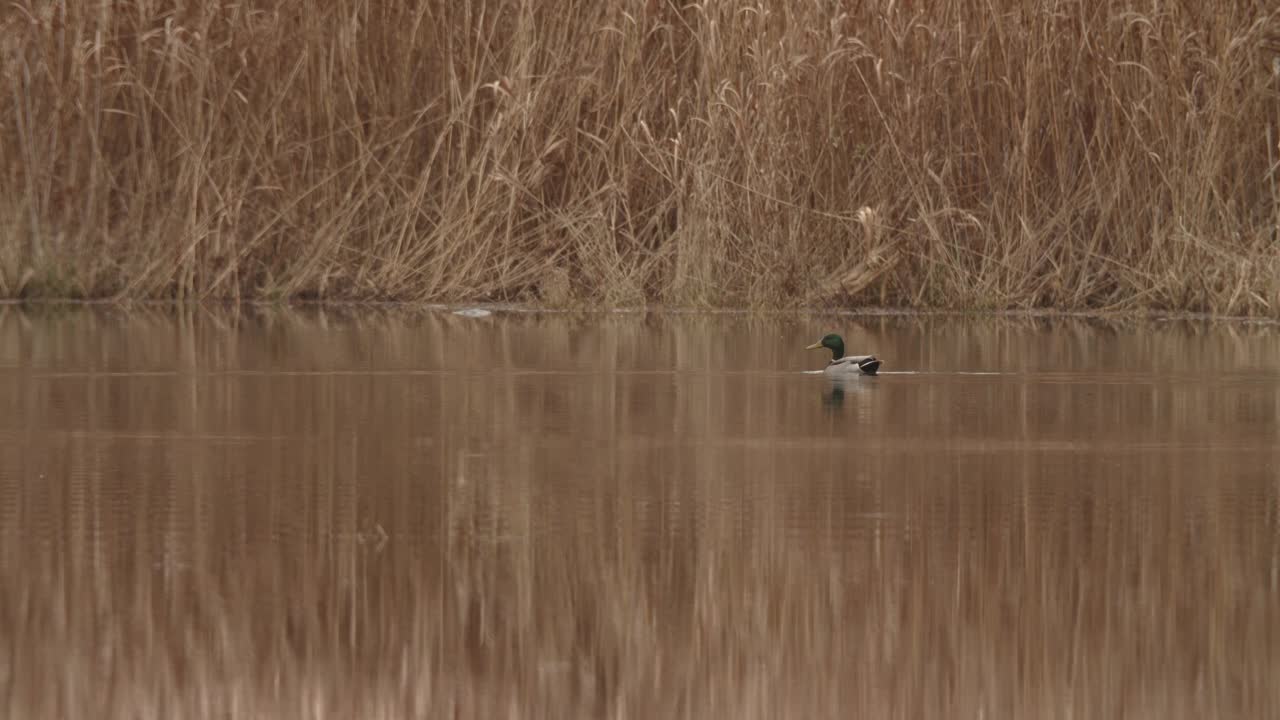 池塘里的一只鸭子飞走了视频下载