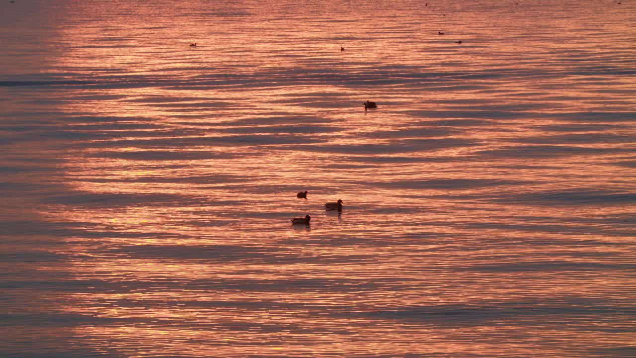 日落/日出时湖面上的水鸟视频下载