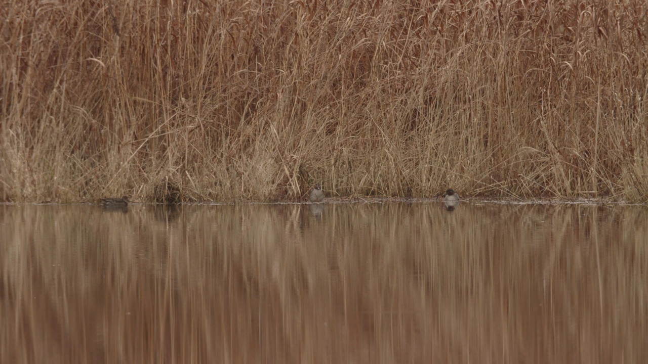 冬天池塘上的水鸟视频下载