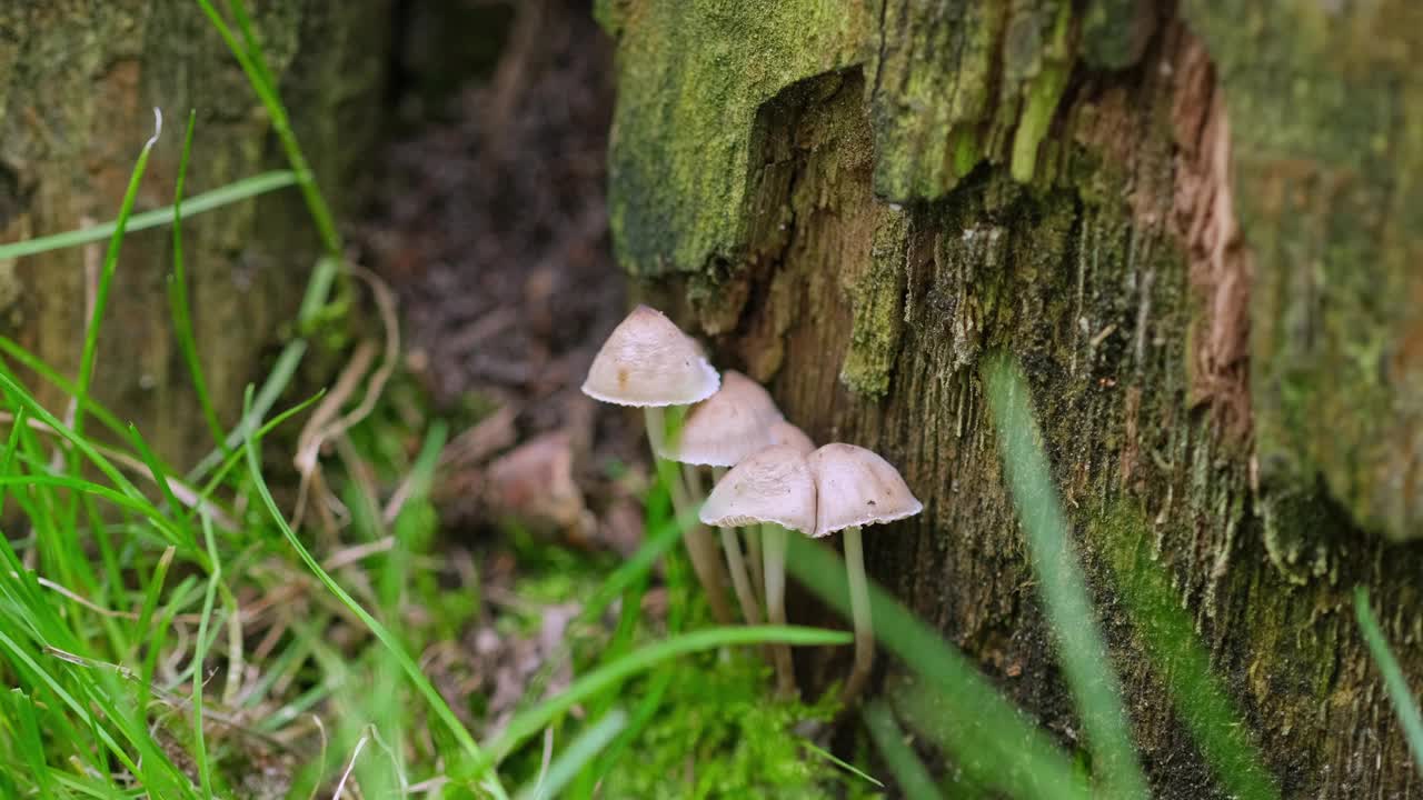生长在森林里的蘑菇。毒蕈生长在室外视频下载