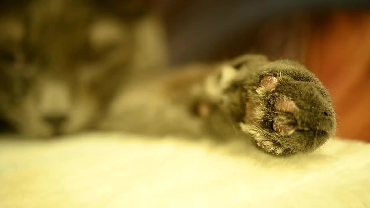 英国品种的烟熏猫伸出爪子打瞌睡视频素材