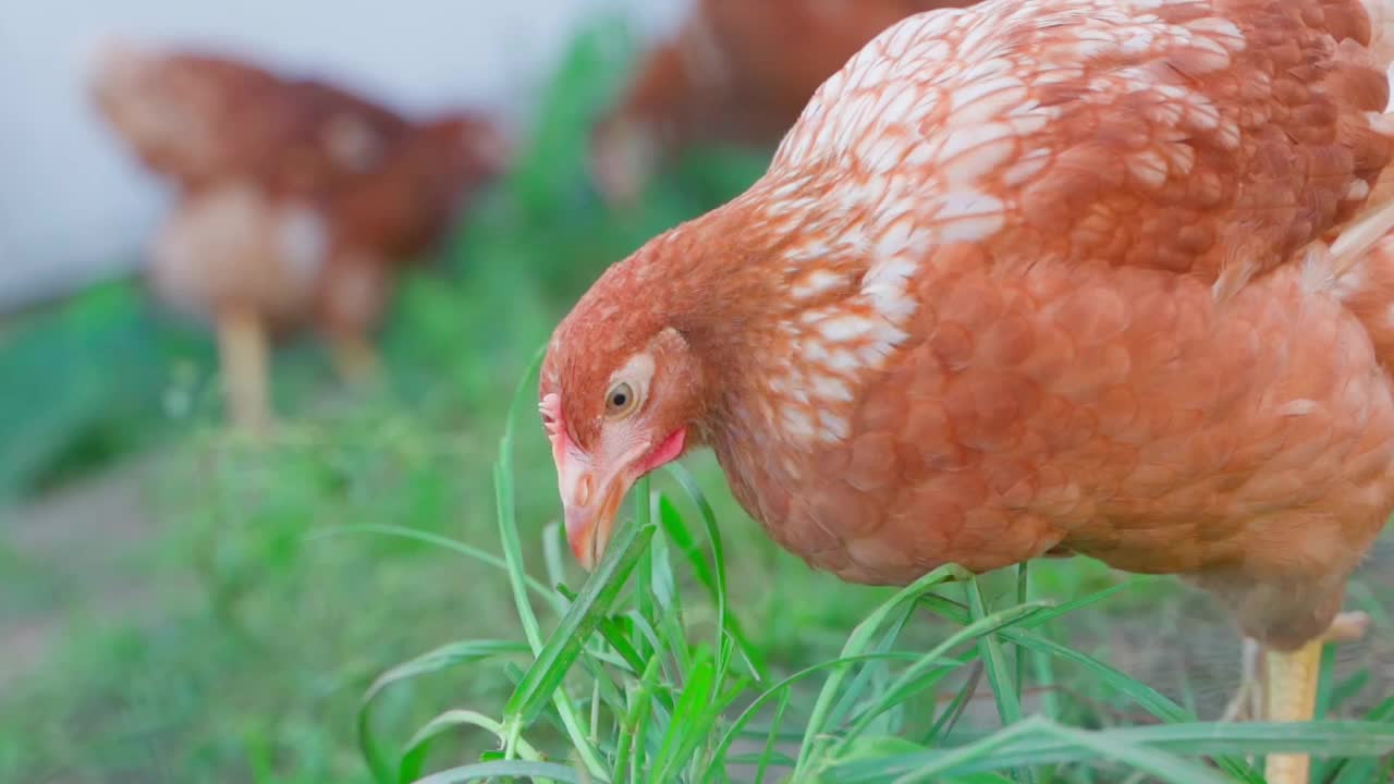 一只橘色的小母鸡在啄绿草，这是一个模糊背景的特写。在外面遛蛋鸡视频素材