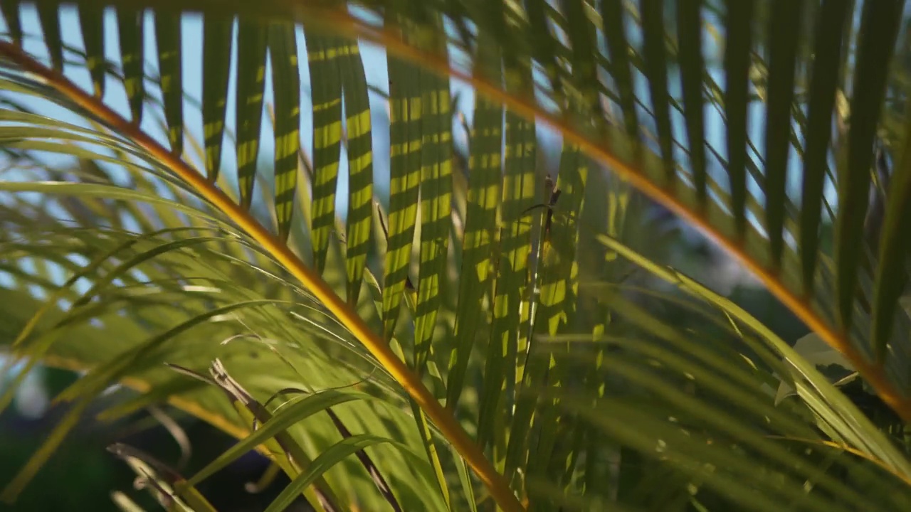 热带树叶在微风中摇曳，蓝天的微距镜头视频下载