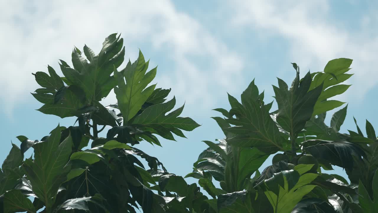 热带树叶在微风中摇曳，蓝天的微距镜头视频下载