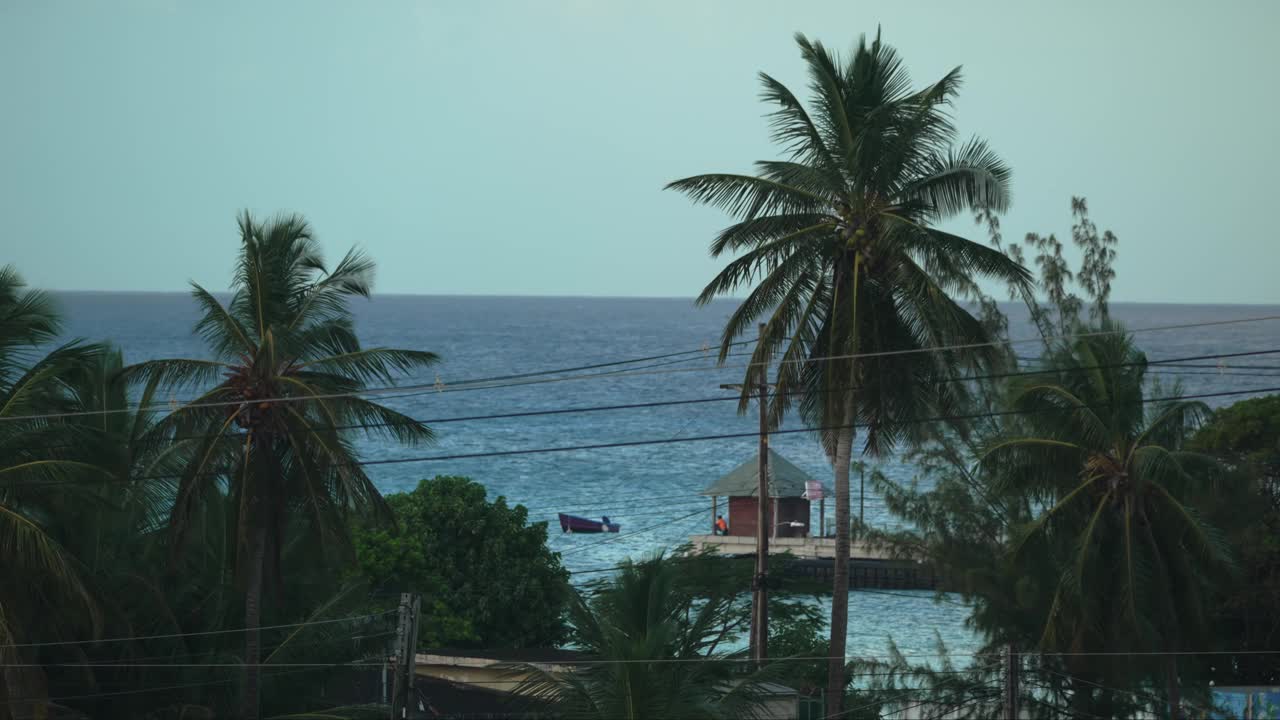 热带加勒比景观:郁郁葱葱的树木和树叶视频下载
